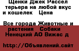 Щенки Джек Рассел терьера на любой вкус и кошелек › Цена ­ 13 000 - Все города Животные и растения » Собаки   . Ненецкий АО,Вижас д.